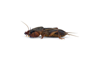 the European mole cricket macro photo isolated on white background 