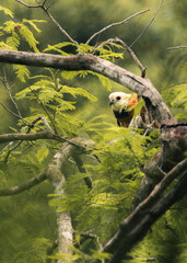A beleza do gavião no Pantanal