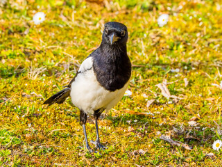 Magpie standing on the grass close up
