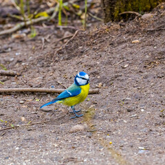 Small cute titmouse standing on the ground