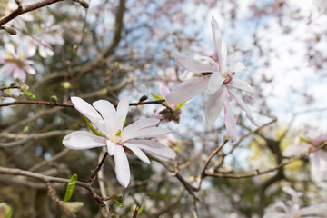 pink Magnolia stellata in bloom