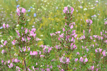 In nature, ononis spinosa grows among grasses