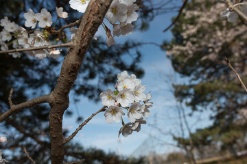 small white tree blossoms photographed with strobe light