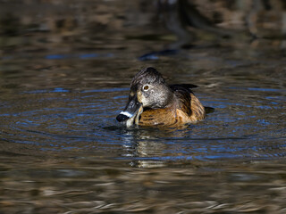 Female Ring-necked Duck Swimming and Eating Fish in Early Spring