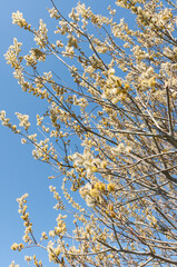 willow catkins on a blue sky