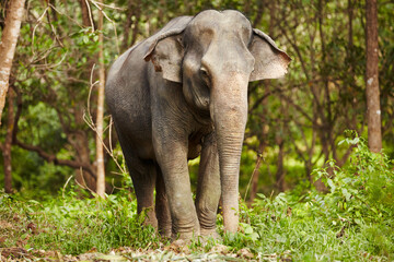 Elephant standing - Thailand. Full-length image of an Asian elephant standing in the forest. - obrazy, fototapety, plakaty