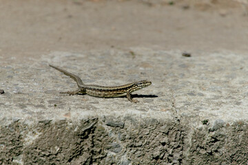 Lézard vert au soleil .