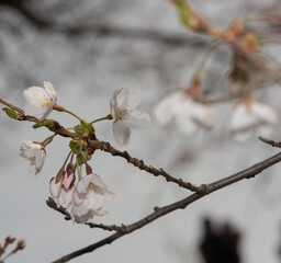 springtime buds and blossoms on branches (cherry)