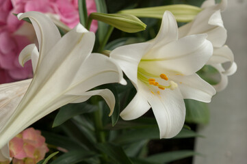 Easter or springtime flower display at the conservatory (lily, hydrangeas)