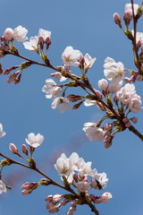 springtime buds and blossoms on branches (cherry) isolated on a blue sky