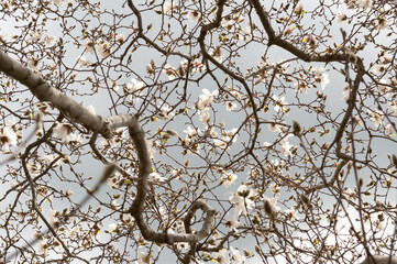 Magnolia stellata tree
