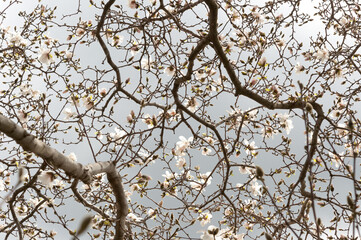 Magnolia stellata tree