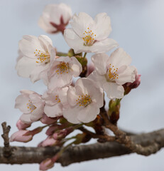springtime blossoms on branches (cherry) close up