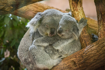 Family of koala sleeping on a tree