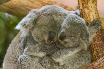 Family of koala sleeping on a tree