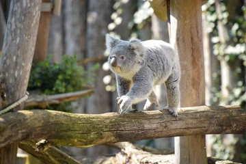 Foto op Plexiglas view of koala in a park © AUFORT Jérome