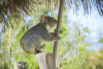 view of koala in a park