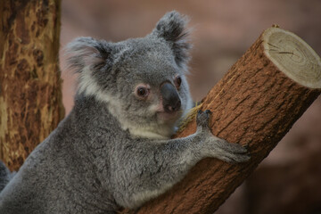 view of koala in a park