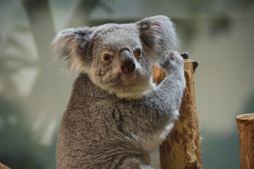 view of koala in a park