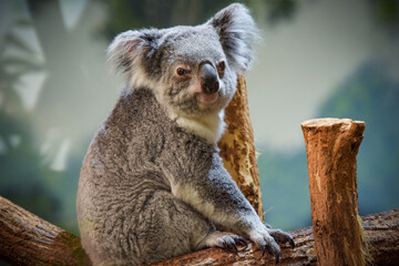 view of koala in a park © AUFORT Jérome