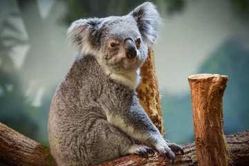 Deurstickers view of koala in a park © AUFORT Jérome