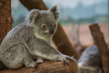 Foto op Plexiglas view of koala in a park © AUFORT Jérome