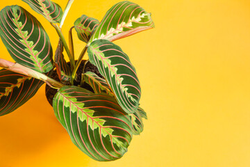 Beautiful maranta leaves with an ornament on a yellow background close-up. Maranthaceae family is unpretentious plant. Copy space. Growing potted house plants, green home decor, care and cultivation