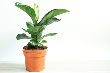 Ficus lirata bambino in a pot on a white background. Growing potted house plants, green home decor, care and cultivation