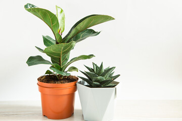 A group of popular potted house plants: Calathea, Maranta, Marantaceae, Haworthia, Ficus lirata, Benjamin, Echeveria. Growing potted house plants, green home decor, care and cultivation