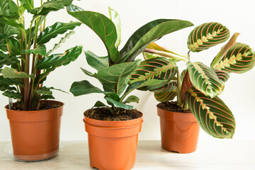 A group of popular potted house plants: Calathea, Maranta, Marantaceae, Haworthia, Ficus lirata, Benjamin, Echeveria. Growing potted house plants, green home decor, care and cultivation