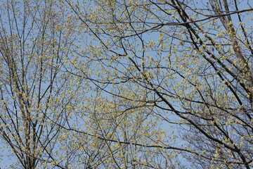 branches against blue sky - springtime