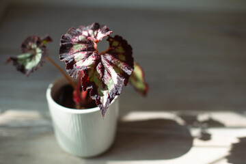 Beautiful leaves of decorative deciduous begonia with a close-up ornament in a pot. Copy space....