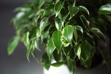 Variegate foliage of ficus Benjamin in a round pot close-up. Growing potted house plants, green home decor, care and cultivation