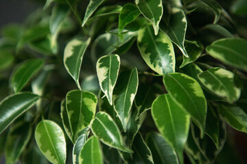 Variegate foliage of ficus Benjamin in a round pot close-up. Growing potted house plants, green home decor, care and cultivation