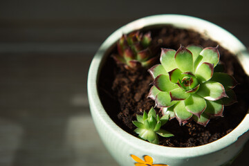 Echeveria in a pot in bright light with shadows. A house plant, a green home, a succulent is a symbol of harmony. Copy space. Care of indoor plants