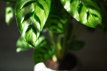 Calathea leopardina green pattern leaf close-up. Potted house plants, green home decor, care and cultivation, marantaceae variety.