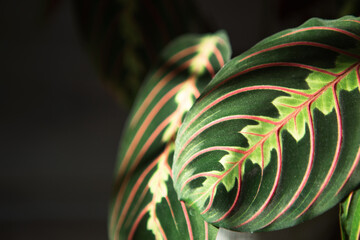 Beautiful maranta leaves with an ornament on a grey background close-up. Maranthaceae family is unpretentious plant. Copy space. Growing potted house plants, green home decor, care and cultivation - obrazy, fototapety, plakaty
