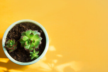 Echeveria in a pot in bright light with shadows. A house plant, a green home, a succulent is a symbol of harmony. Copy space. Care of indoor plants
