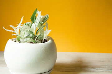 White-flowered tradescantia in a round pot on a table on a yellow background. Copy space. Growing...