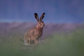 European hare, Lepus europaeus, a mammal of the Leporidae family. Very cute animal, very long ears. A herbivorous mammal with beautiful fur and long ears.