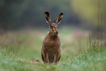 European hare, Lepus europaeus, a mammal of the Leporidae family. Very cute animal, very long ears. A herbivorous mammal with beautiful fur and long ears.