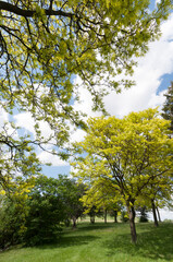 spring trees in the park
