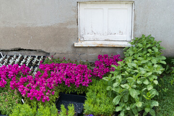 Fototapeta na wymiar shuttered window with flats of flower seedlings 