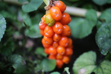 Obrazki włoskie Arum italicum