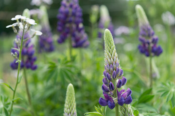 spikes of Lupinus blossoms in a garden