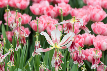 tulips with missing petals on a pink tulip background