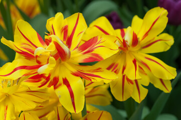 yellow flowers with red stripes (mature double tulips) close up