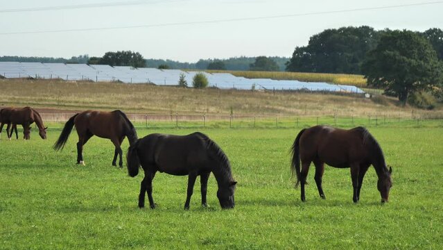 Beautiful Horses eating grass in a meadow
