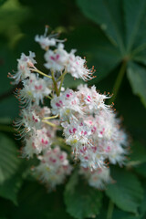 horse chestnut blossom close up