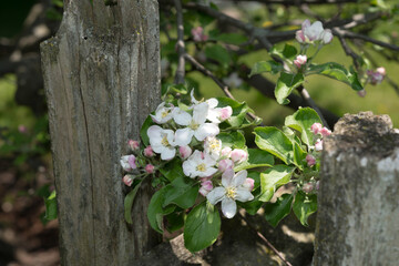 apple tree in bloom